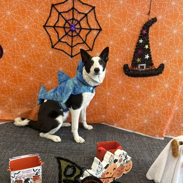 Dog enjoying a boarding stay at K9 Rox Club